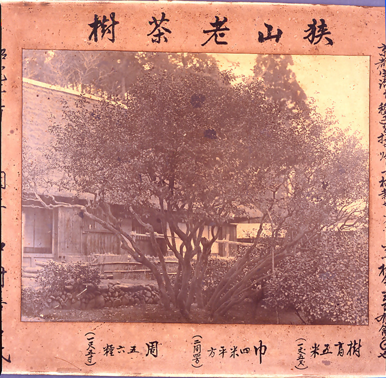 老茶樹古写真