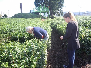 晴れた日に、ドイツ人が茶畑で、茶葉の状態を確認している写真