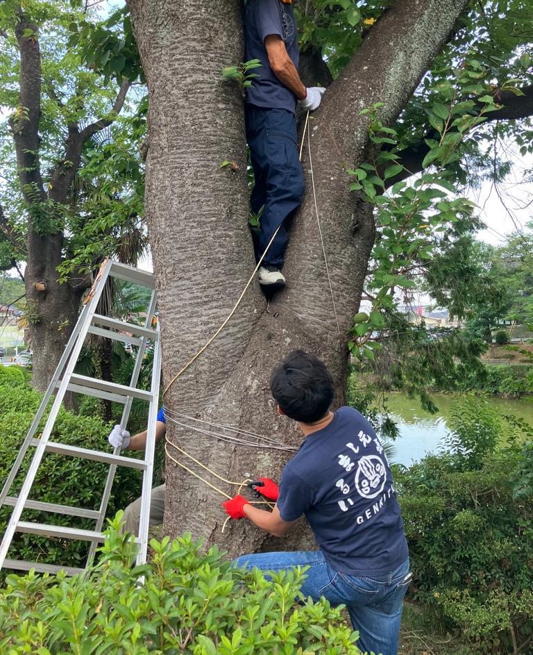 夏祭りの会場で花火の設営を行う元気隊のメンバー