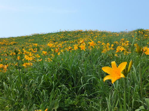 黄色いユリ科の花が丘の上まで咲き乱れている写真