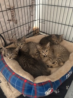 参加猫の例1