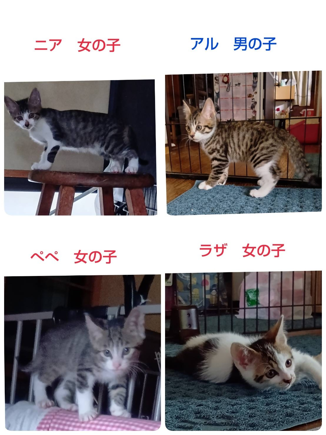 参加猫の例4