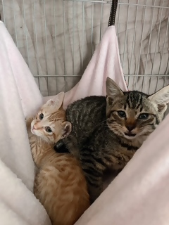 参加猫の例3