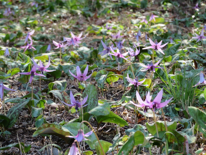 カタクリが咲いている様子