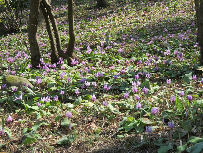 木や大きな石がある斜面に紫色のカタクリが奥の方までたくさん咲いている写真