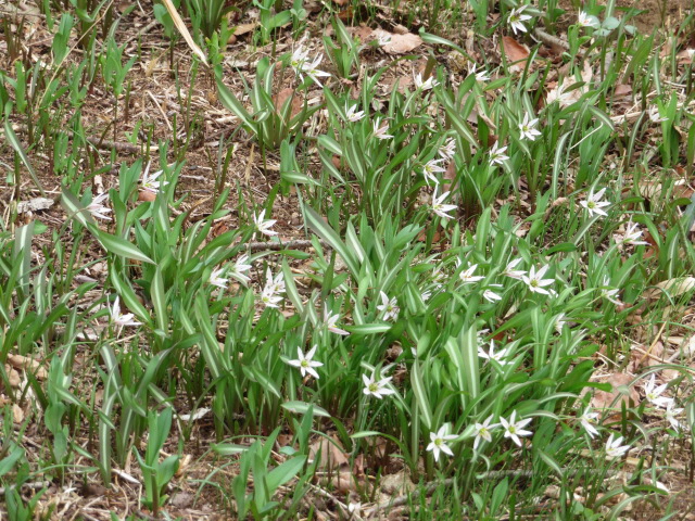 薄いピンク色のヒロハノアマナの花が地面にたくさん咲いている写真