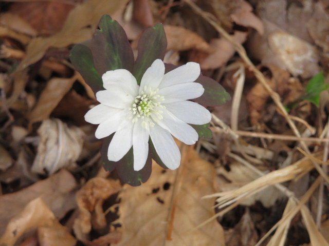 枯葉が落ちている地面に白いアズマイチゲの花が一輪咲いている写真