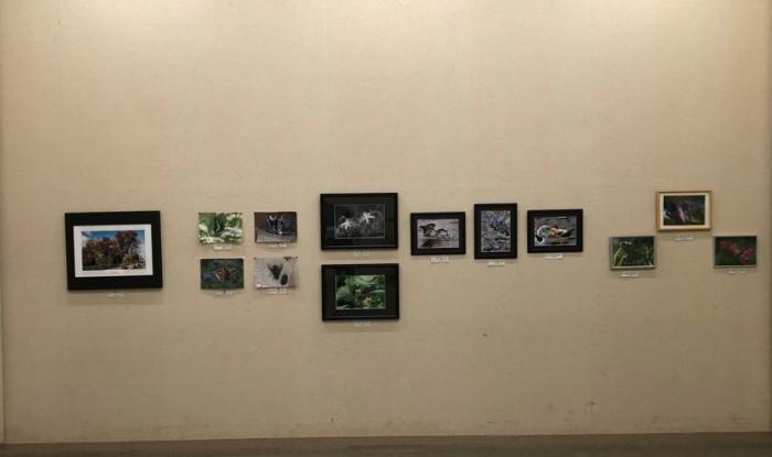 一般作品展示