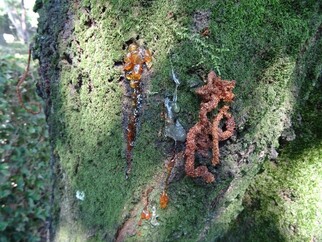 クビアカツヤカミキリに被害を受けた桜の木から出た木くずと樹液の写真
