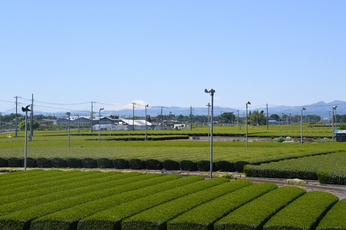 一面に広がっている金子台の茶畑と遠くに見える富士山の写真