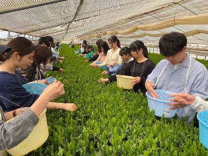 R6茶摘み体験様子