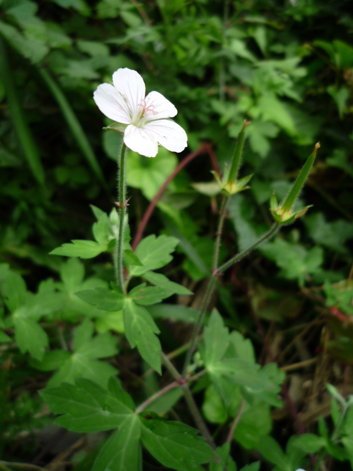 白い5枚に花びらのゲンノショウコの花が咲いている写真