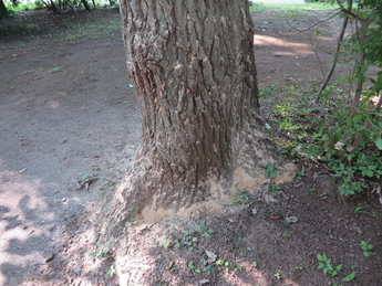 ナラの木の根元の写真