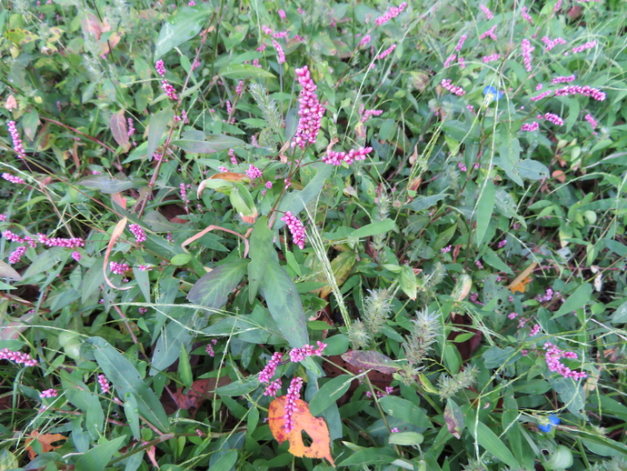 淡い紫のイヌタデの花が咲いている写真