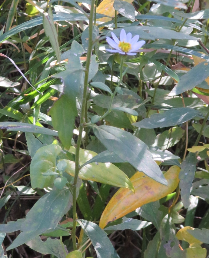 中心が黄色で白い花びらのいノコンギクの花が咲いている写真