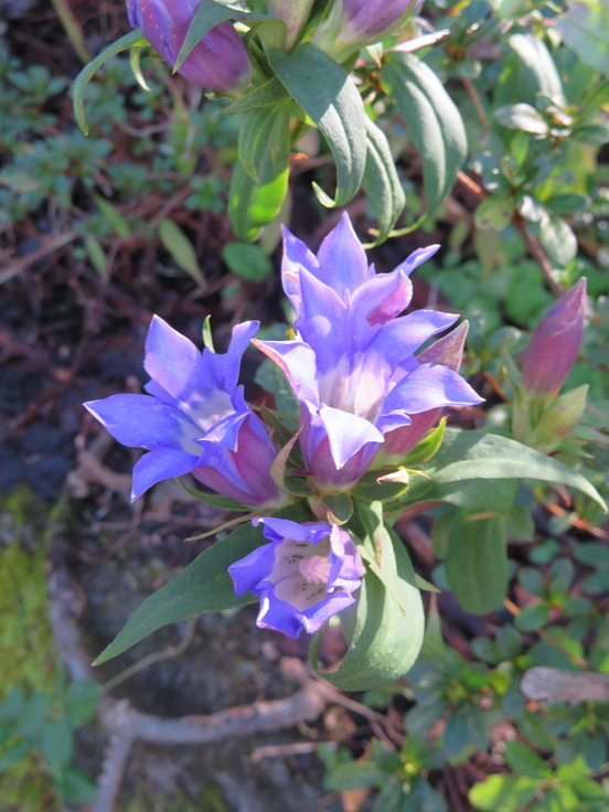 紫色のリンドウの花が咲いている写真