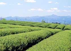 青空の下できれいな緑色をした茶畑が一面に広がっている写真