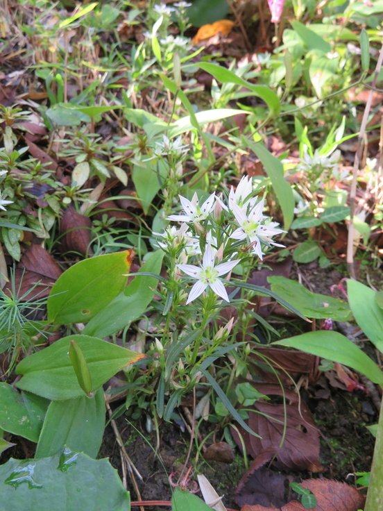 斑点のある白いセンブリの花が咲いている写真