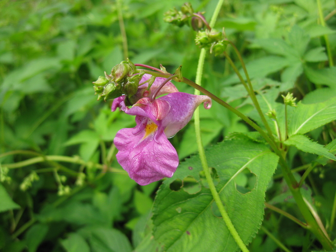 ピンクのツリフネソウの花が咲いている写真