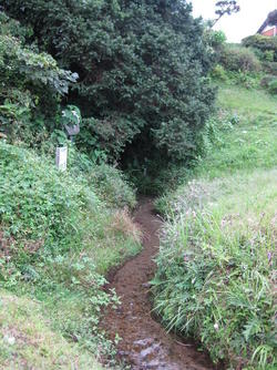 谷田の泉周辺に群生する木々と、泉から流れる小川の写真