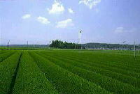 青空の下、一面に広がる緑に包まれた茶畑の写真
