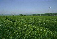快晴の青空の下、一面に広がる緑に包まれた斜面の茶畑の写真