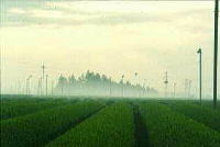 霞がたなびく一面に広がる緑に包まれた茶畑の写真
