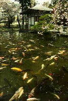 池の中で沢山の鯉が泳いでいる円照寺の景観の写真