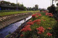 不老川堤に咲く曼珠沙華の写真