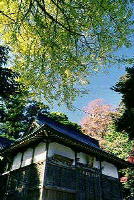 桃色の花を咲かせた木や黄緑色の葉を纏った木々に囲まれ、日差しに照らされている出雲祝神社の側面を写した写真