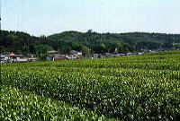 奥にみえる小高い山と手前に茶畑が広がっている加治丘陵の全景の写真