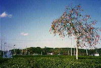 茶畑の中に白い幹の大きな木が1本植えられ、遠くには小高い山がある写真