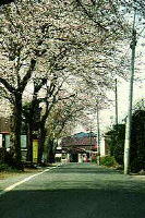 一本の道路の右側に電柱が等間隔に並び、左側に葉がつき始めた桜の木が並んでいる写真