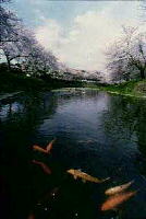 川沿いに桜が立ち並び川面に桜が映っていて、川淀で鯉が泳いでいる霞川の写真