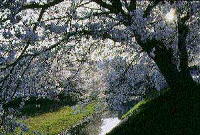 霞川沿いに立ち並ぶ満開の桜の写真