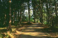 草木が茂る杉木立を背景とした散歩道の写真