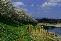 青空の下、川沿い左側の斜面に青々とした芝生が広がり、その上に花と緑の葉が混じった桜の木々が並んでいる写真