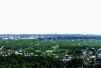 遠景に茶畑と街並みが広がる高台からの眺望の写真
