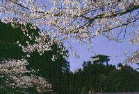 桜の花が咲く奥に建つ展望台の建物の写真