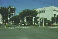 青空の下、白い四角い建物の左に横断歩道が設置されており、その奥に車道と緑の葉をつけた街路樹が続いている写真