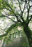 木とツタに覆われた西洋館外観の写真