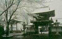 大きな屋根のついた門の両脇に石灯籠が置かれ、手前に大きな木が花を咲かせている様子の白黒写真