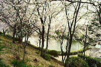 八ツ池と池の周りに植えられた桜と木々の写真