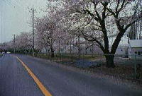 安川通りに咲く桜の写真