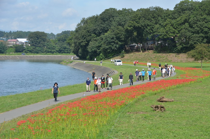 曼珠沙華が咲く入間川遊歩道をたくさんの人が歩いている写真
