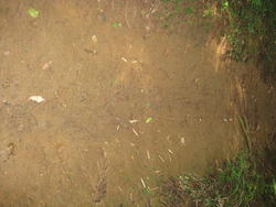 粘土質の平たい表面が続く、加治丘陵東側の地面の写真