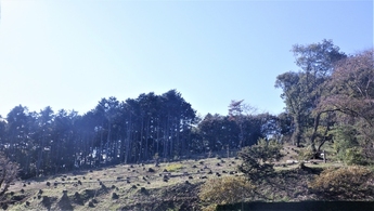 間伐による切り株が斜面一帯に広がる、花見の丘の風景写真