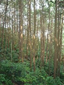 群生するヒノキの木々の写真