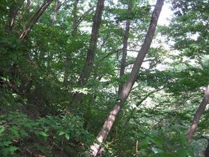 群生するコナラの木々の写真