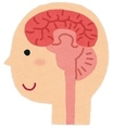 人の頭部、脳のイラスト